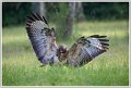Saint Piat _25-05-2018-09-37-48_0521